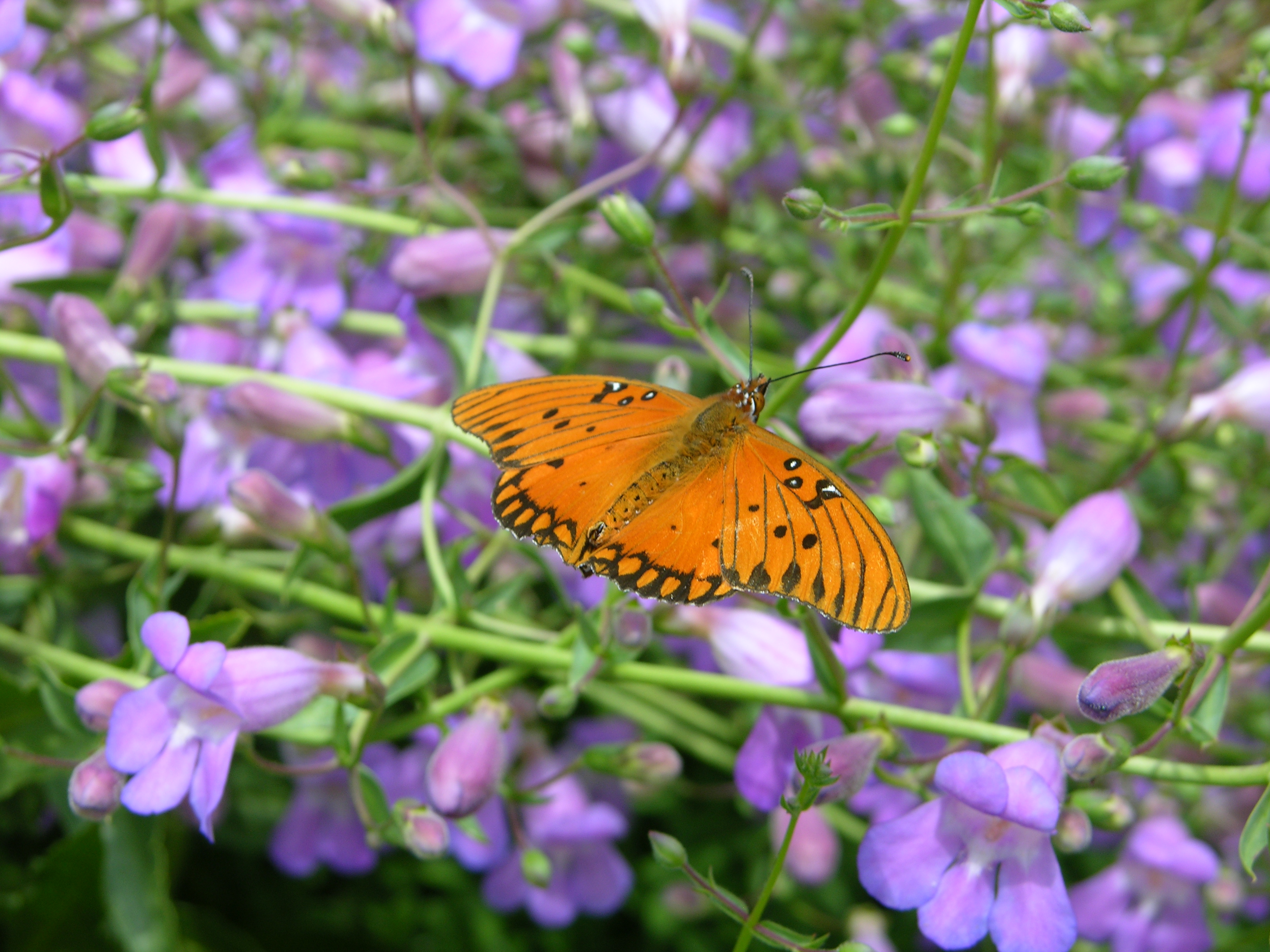 Gulf Fritillary butterfly ©2015 by Ken Gilliland
