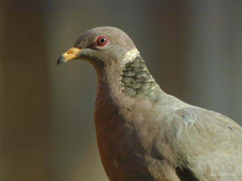 Band-tailed Pigeon ©2015 by Ken Gilliland