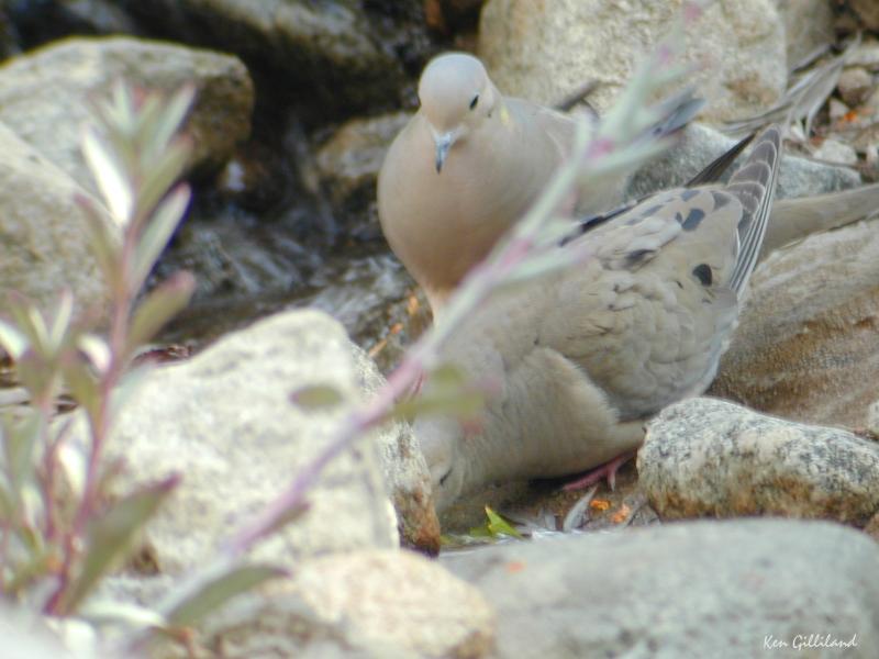 Mourning Doves ©2015 by Ken Gilliland