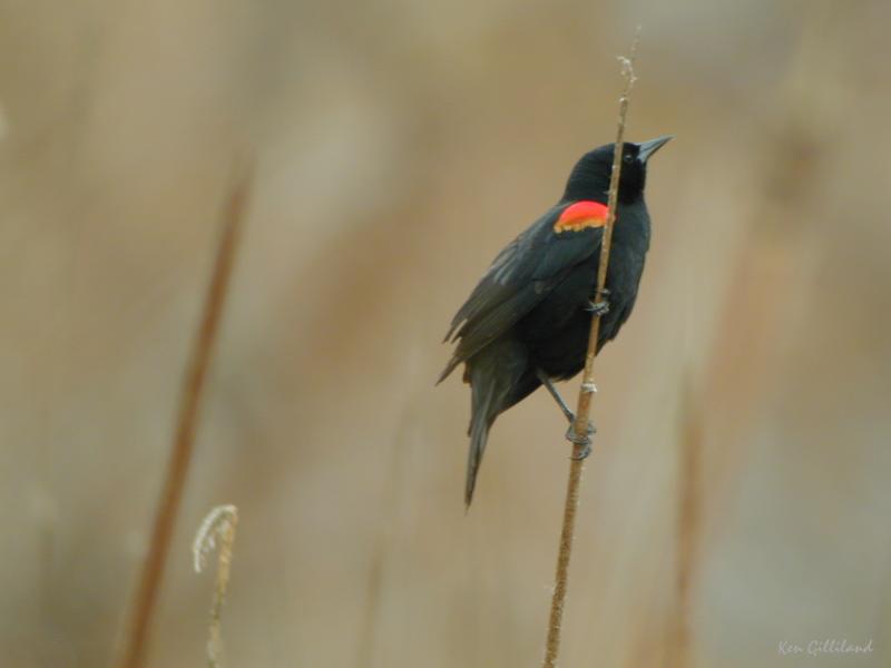 Red-winged Blackbird ©2015 by Ken Gilliland