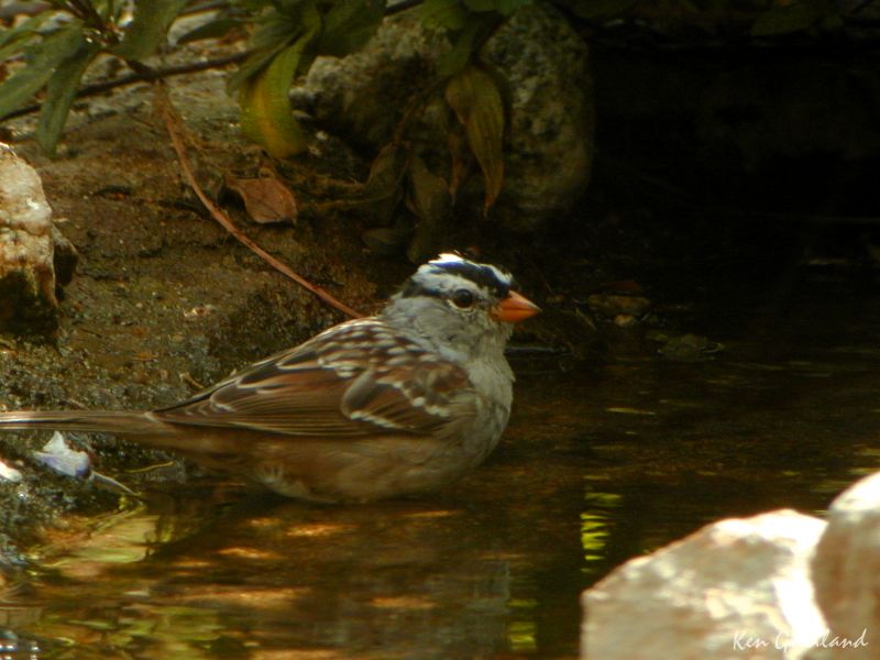 White-crowned Sparrow ©2015 by Ken Gilliland