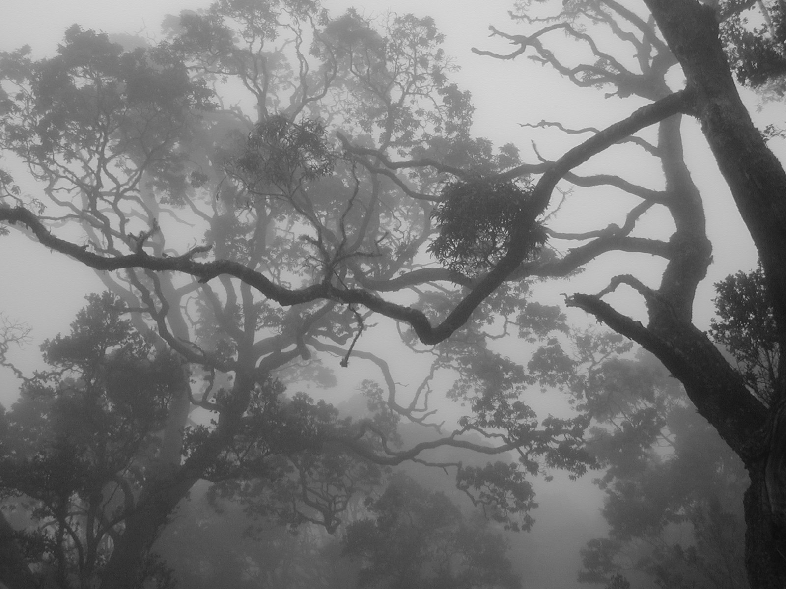 Hakalau Forest National Wildlife Refuge ©2015 by Ken Gilliland