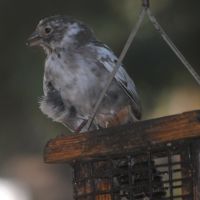 California X Spotted Towhee Hybrid ©2016 by Ken Gilliland