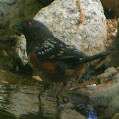 Spotted Towhee ©2016 by Ken Gilliland
