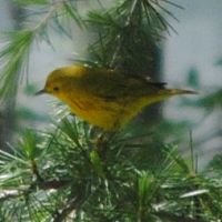 Yellow Warbler ©2016 by Ken Gilliland
