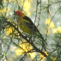 Western Tanager ©2016 by Ken Gilliland