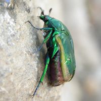 Green Fruit Beetle ©2016 by Ken Gilliland