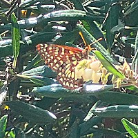Variable Checkerspot ©2025 by Ken Gilliland
