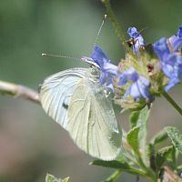 Cabbage White ©2016 by Ken Gilliland