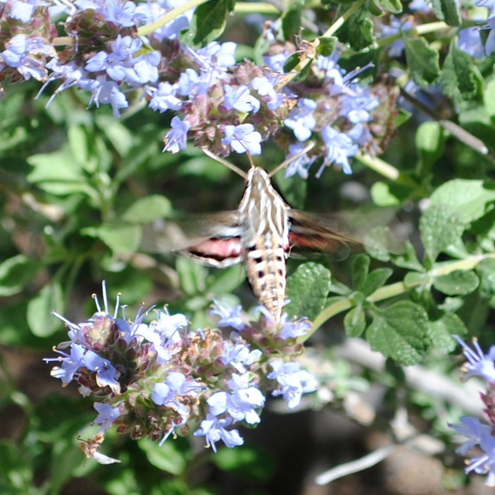 White-lined Sphinx Moth ©2023 by Ken Gilliland