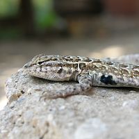 Side-sploched Lizard