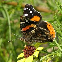 Red Admiral ©2016 by Ken Gilliland