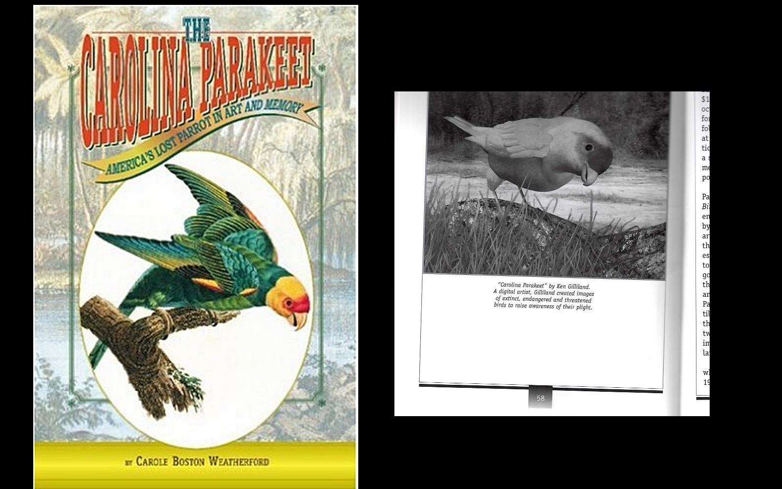 Songbird ReMix Carolina Parakeet was featured in 'The Carolina Parakeet' book