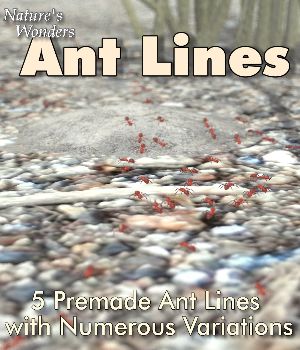 Nature's Wonders Ant Lines