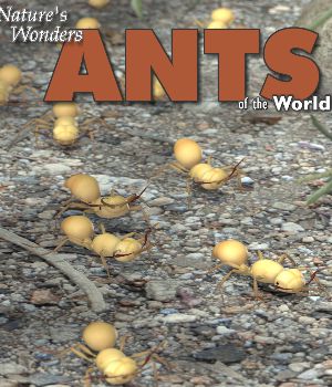 Nature's Wonders Ants