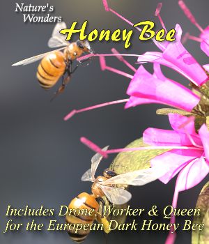 Nature's Wonders Honey Bee base Set