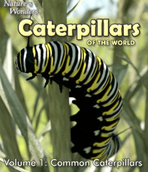 Nature's Wonders Caterpillars v1