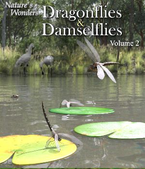 Nature's Wonders Dragonflies & Damselflies Volume 1