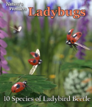 Nature's Wonders Ladybug