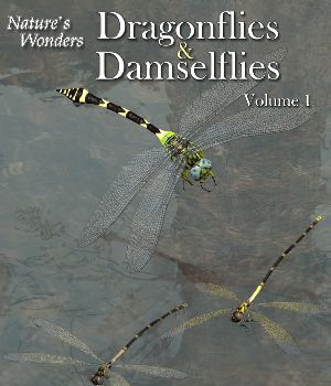 Nature's Wonders Dragonflies & Damselflies Volume 1