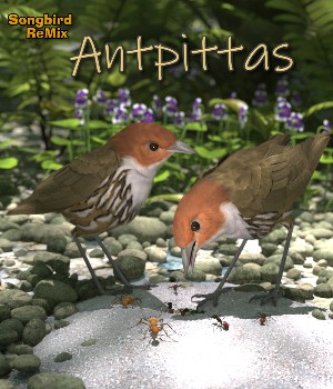 Songbird ReMix Antpittas