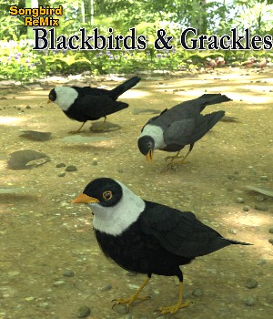 Songbird ReMix Antpittas