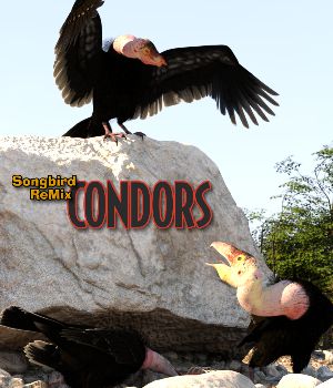 Songbird ReMix Condors