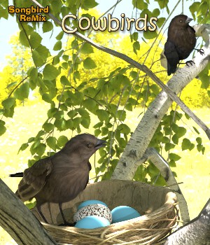 Songbird ReMix Cowbirds