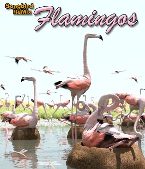 Songbird ReMix Flamingos of the World