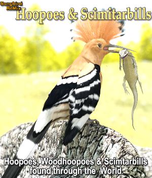 Songbird ReMix Hoopoes & Scimitarbills