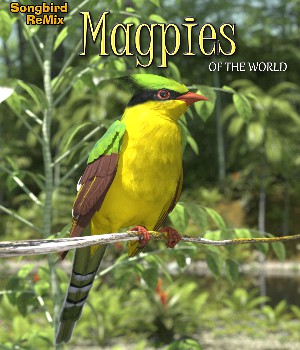 Songbird ReMix Antpittas