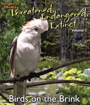 Songbird ReMix Threatened, Endangered, Extinct Volume 3