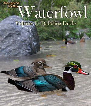 Songbird ReMix Waterfowl Volume 1: Dabbling Ducks
