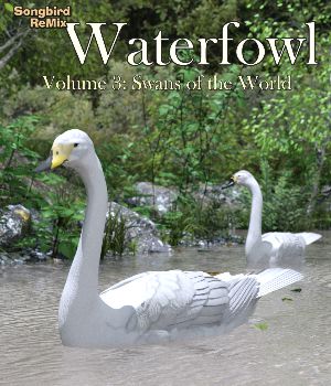 Songbird ReMix Waterfowl Volume 3: Swans of the World