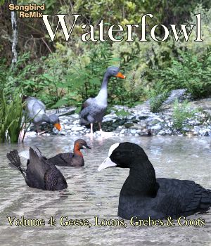 Songbird ReMix Waterfowl Volume 4: Geese, Loons, Grebes & Coots