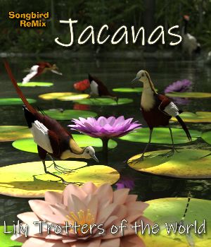 Songbird ReMix Jacanas of the World