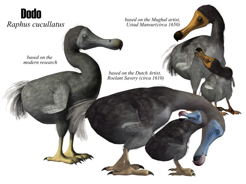 Dodo Size